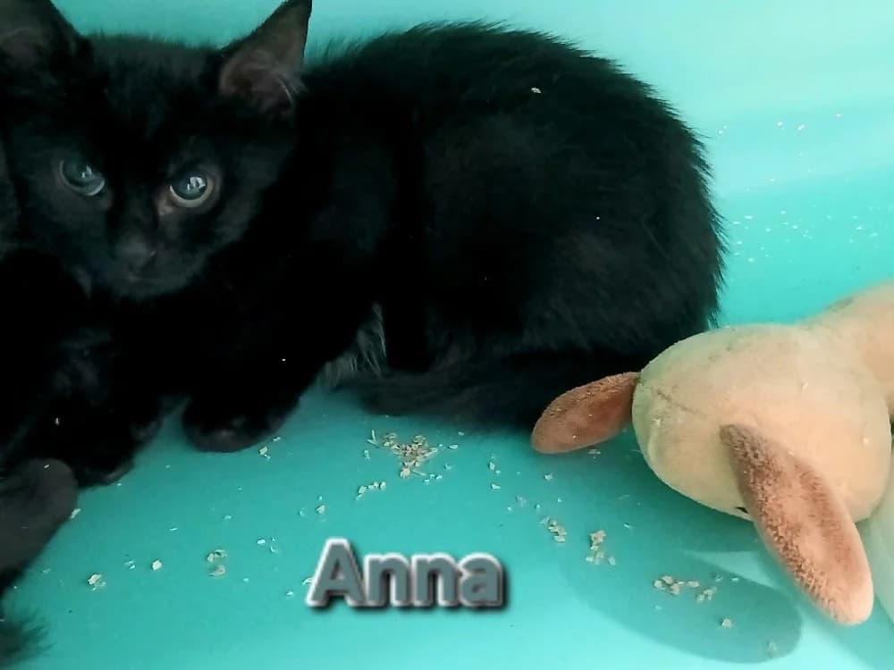ANNA, female Mixed Breed for adoption at Amiens), Poulainville