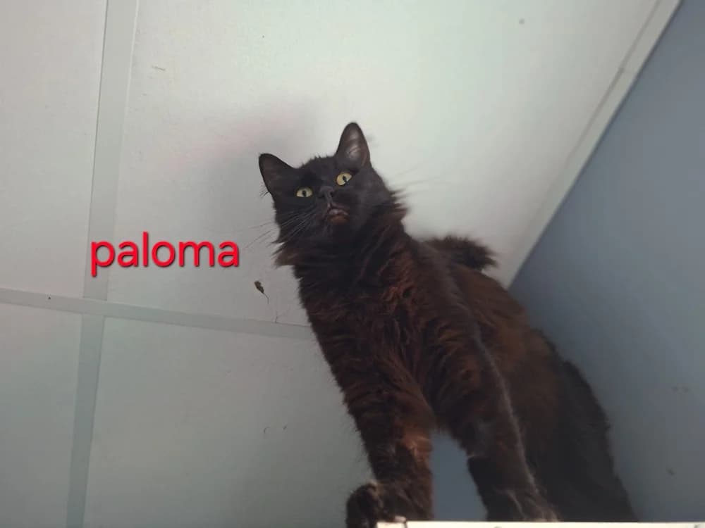 Paloma, female young Mixed Breed for adoption at Amiens), Poulainville