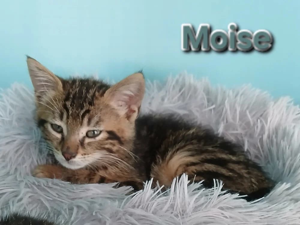 MOISE, male puppy Mixed Breed for adoption at Amiens), Poulainville