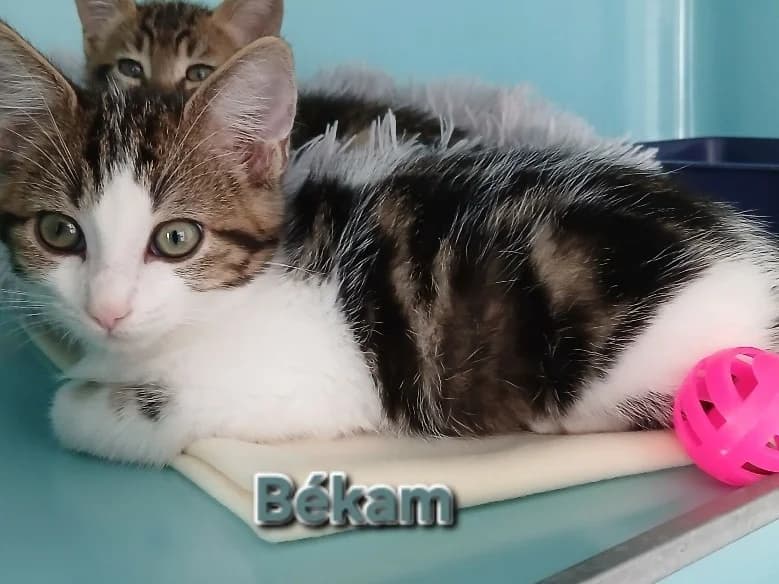 Békam, male puppy Mixed Breed for adoption at Amiens), Poulainville