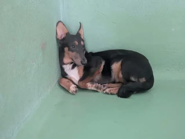 Sunny, female 3yo mixed breed for adoption at Amiens), Poulainville