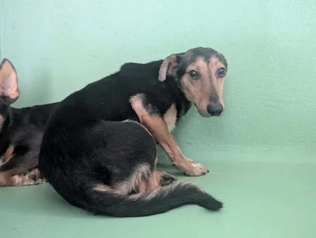 Oslon, male young Mixed Breed for adoption at Amiens), Poulainville