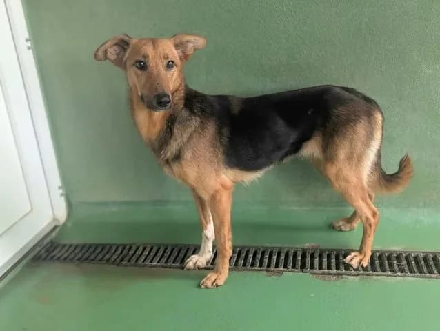 Casey, female young Mixed Breed for adoption at Amiens), Poulainville