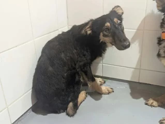 Pepper, female young Mixed Breed for adoption at Amiens), Poulainville