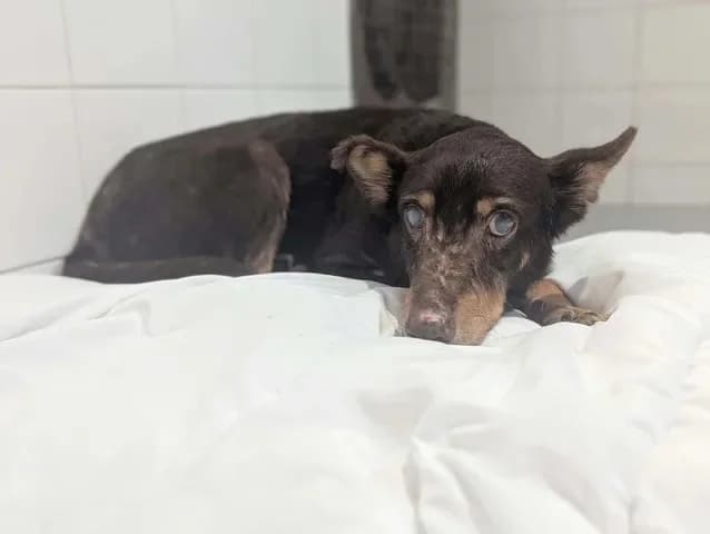 Pierre-jean, male senior mixed breed for adoption at Amiens), Poulainville