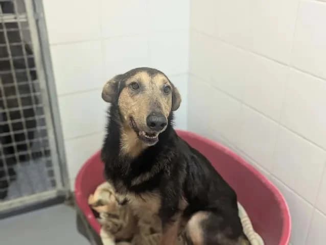 Alex, male 5yo Mixed Breed for adoption at Amiens), Poulainville