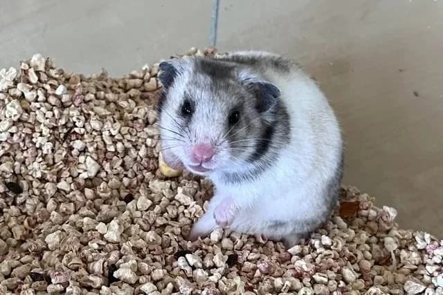 NUAGE, female mixed breed for adoption at Amiens), Poulainville