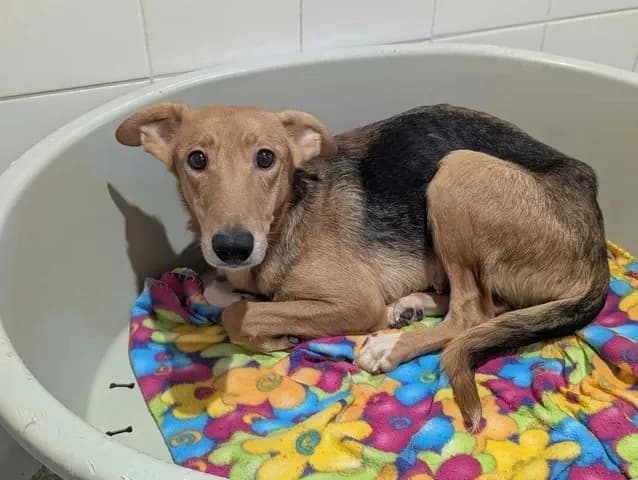 Rio, female 4yo Mixed Breed for adoption at Amiens), Poulainville