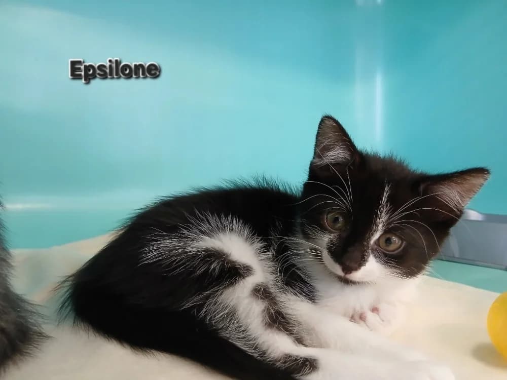 EPSILONE, female Mixed Breed for adoption at Amiens), Poulainville