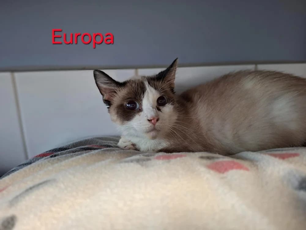 Europa, female young Mixed Breed for adoption at Amiens), Poulainville