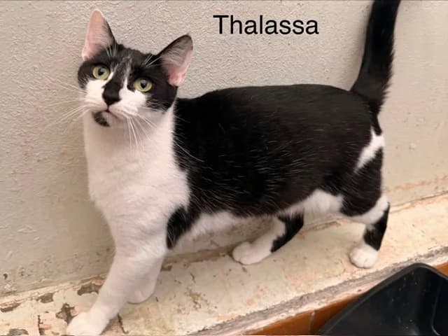 Thalassa, female young Mixed Breed for adoption at Amiens), Poulainville