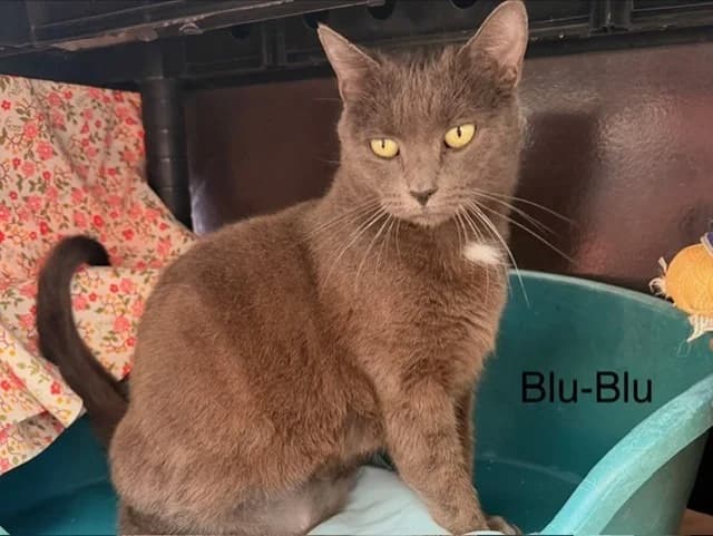 Blu-blu, female 6yo Mixed Breed for adoption at Amiens), Poulainville