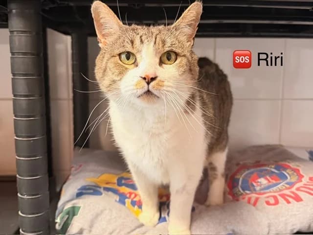 Riri, male 4yo Mixed Breed for adoption at Amiens), Poulainville