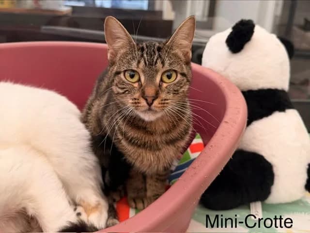 Mini crotte, female young Mixed Breed for adoption at Amiens), Poulainville