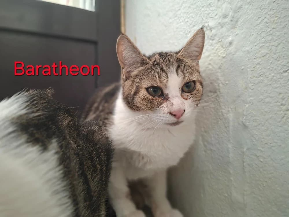 BARATHEON, female puppy Mixed Breed for adoption at Amiens), Poulainville