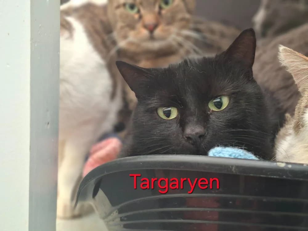 TARGARYEN, female 5yo Mixed Breed for adoption at Amiens), Poulainville