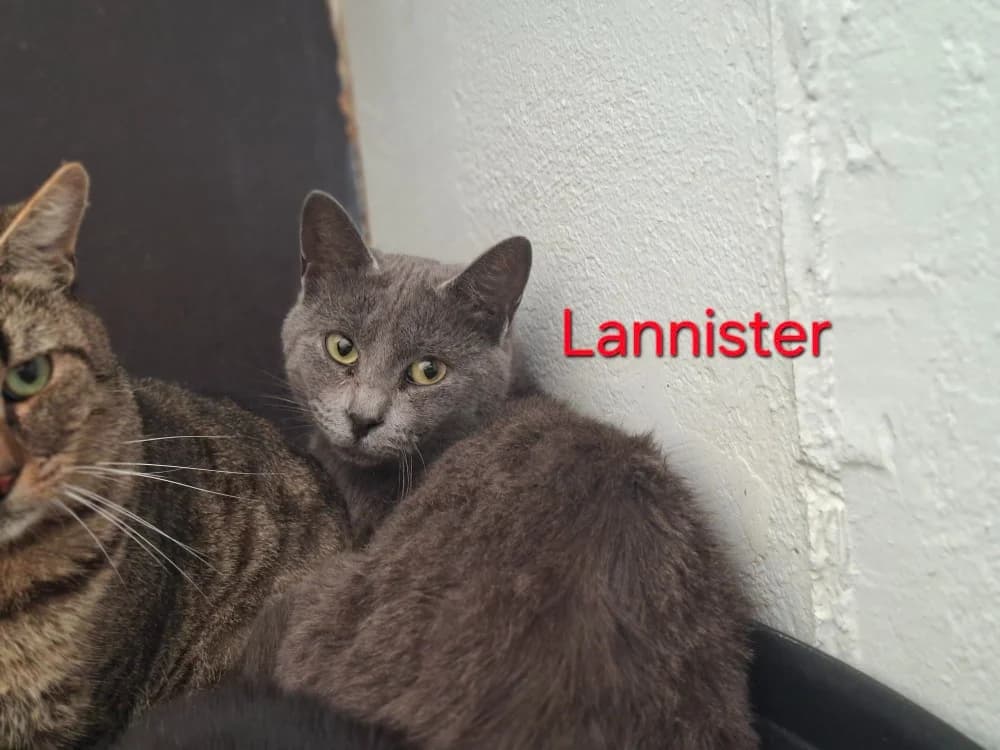 LANNISTER, female 3yo Mixed Breed for adoption at Amiens), Poulainville