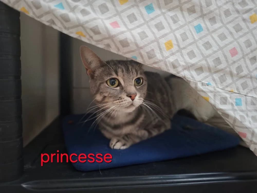 PRINCESSE, female 4yo German Shorthaired Pointer for adoption at Amiens), Poulainville