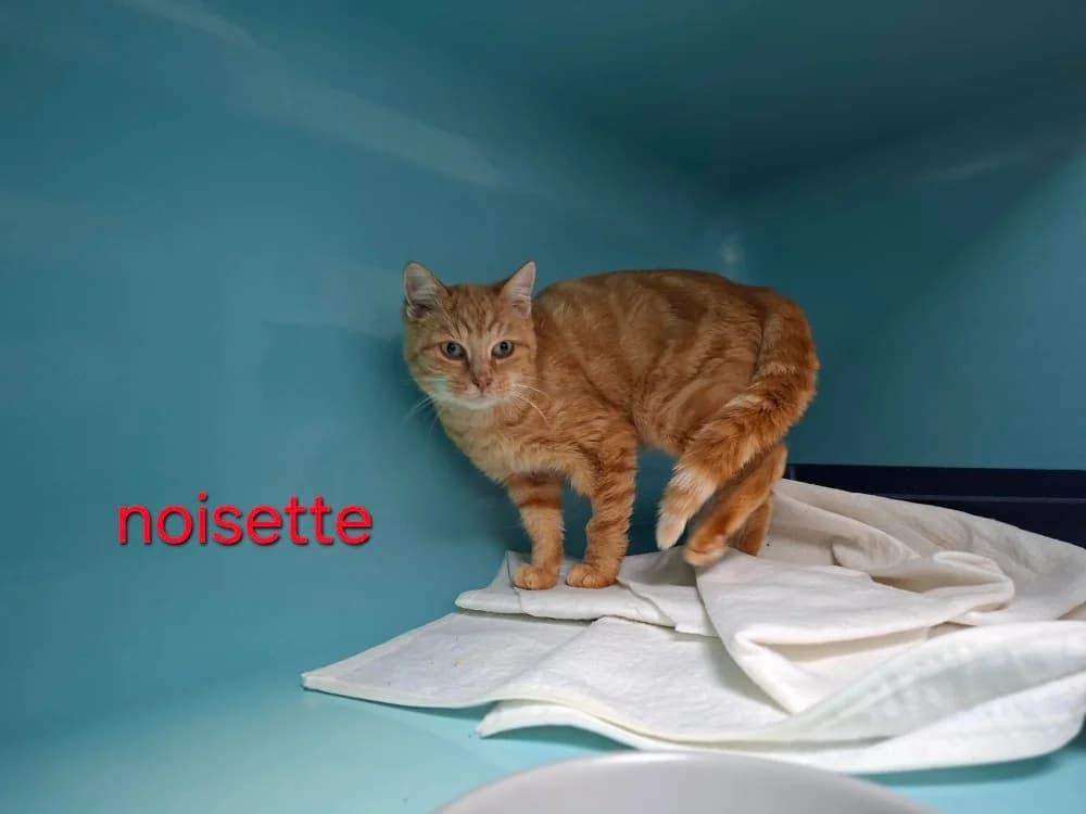 NOISETTE, female 6yo Mixed Breed for adoption at Amiens), Poulainville