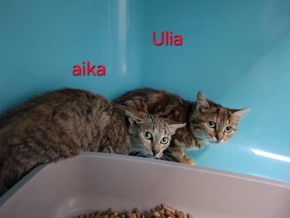 ULIA, female puppy Mixed Breed for adoption at Amiens), Poulainville