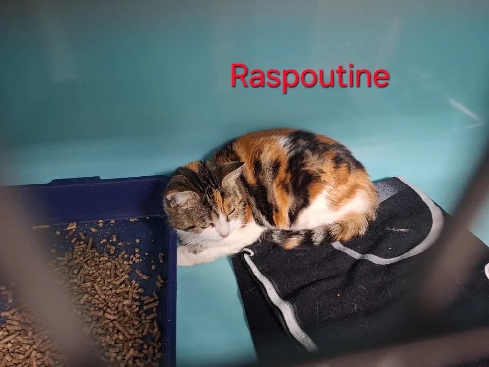 Raspoutine, female Mixed Breed for adoption at Amiens), Poulainville
