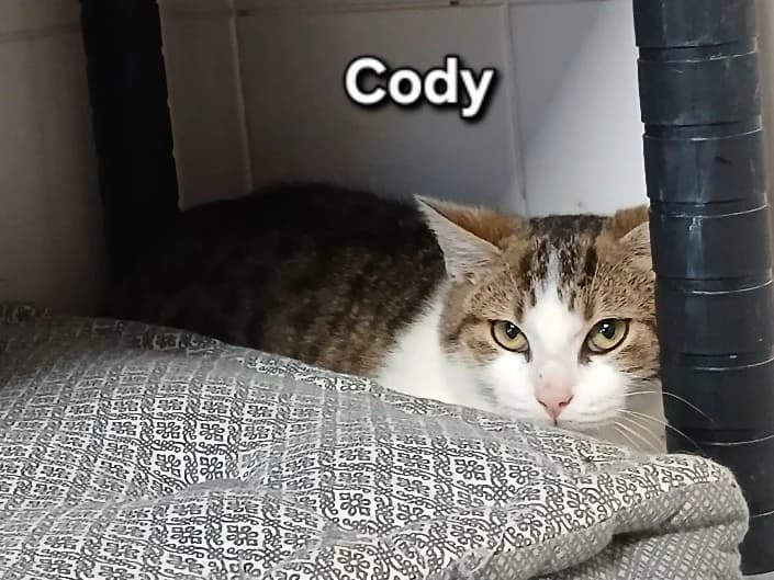 CODY, male puppy Mixed Breed for adoption at Amiens), Poulainville