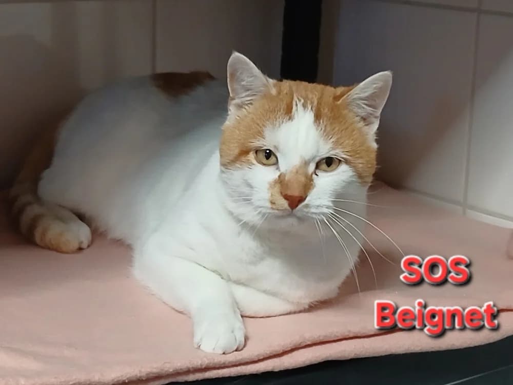 Beignet, male 5yo Mixed Breed for adoption at Amiens), Poulainville