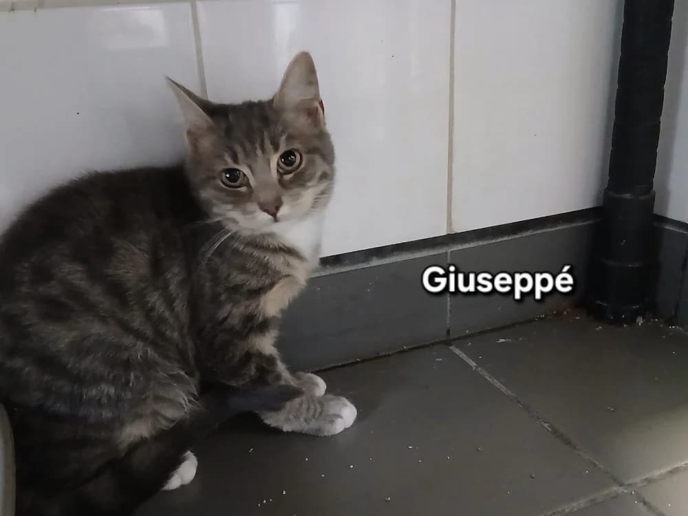 Giuseppe, male puppy Mixed Breed for adoption at Amiens), Poulainville