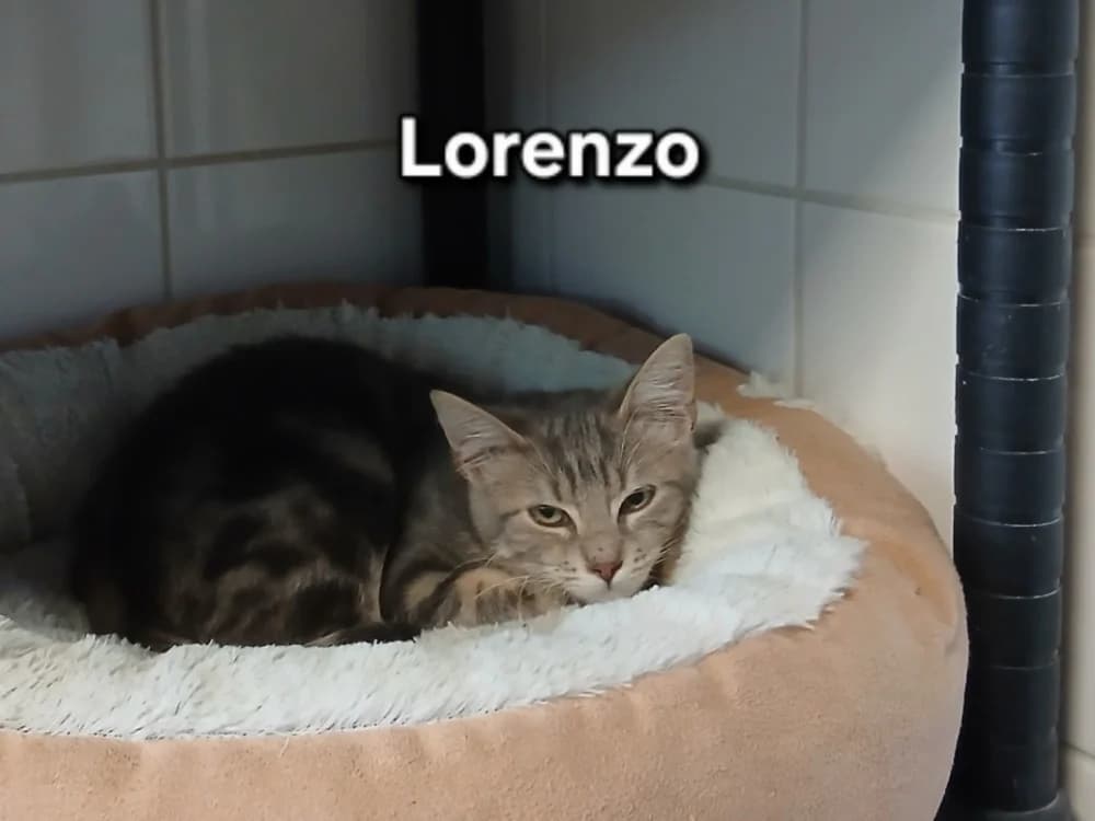 Lorenzo, male puppy Mixed Breed for adoption at Amiens), Poulainville