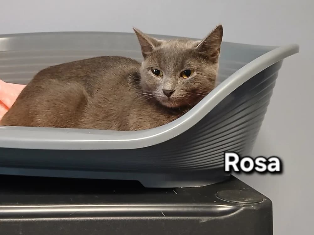 Rosa, female young Mixed Breed for adoption at Amiens), Poulainville