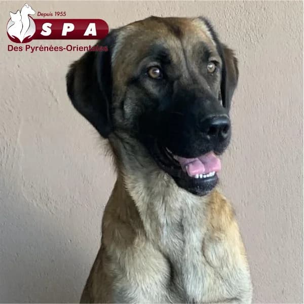 Ella, female mixed breed for adoption at SPA des Pyrénées Orientales, Perpignan