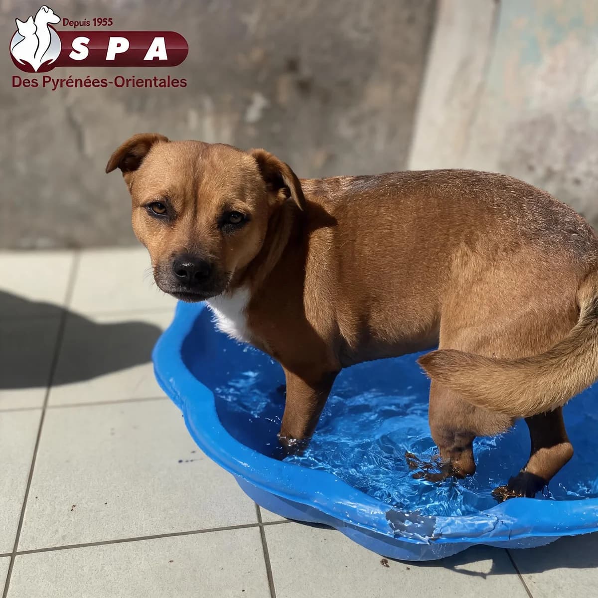 Tina, female 4yo Labrador Retriever for adoption at SPA des Pyrénées Orientales, Perpignan