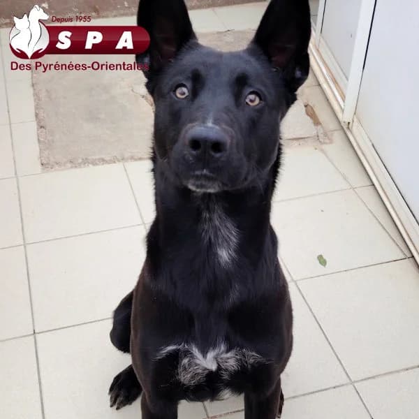 Moise, male 3yo mixed breed for adoption at SPA des Pyrénées Orientales, Perpignan