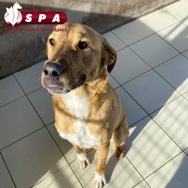 Milka, male 3yo mixed breed for adoption at SPA des Pyrénées Orientales, Perpignan
