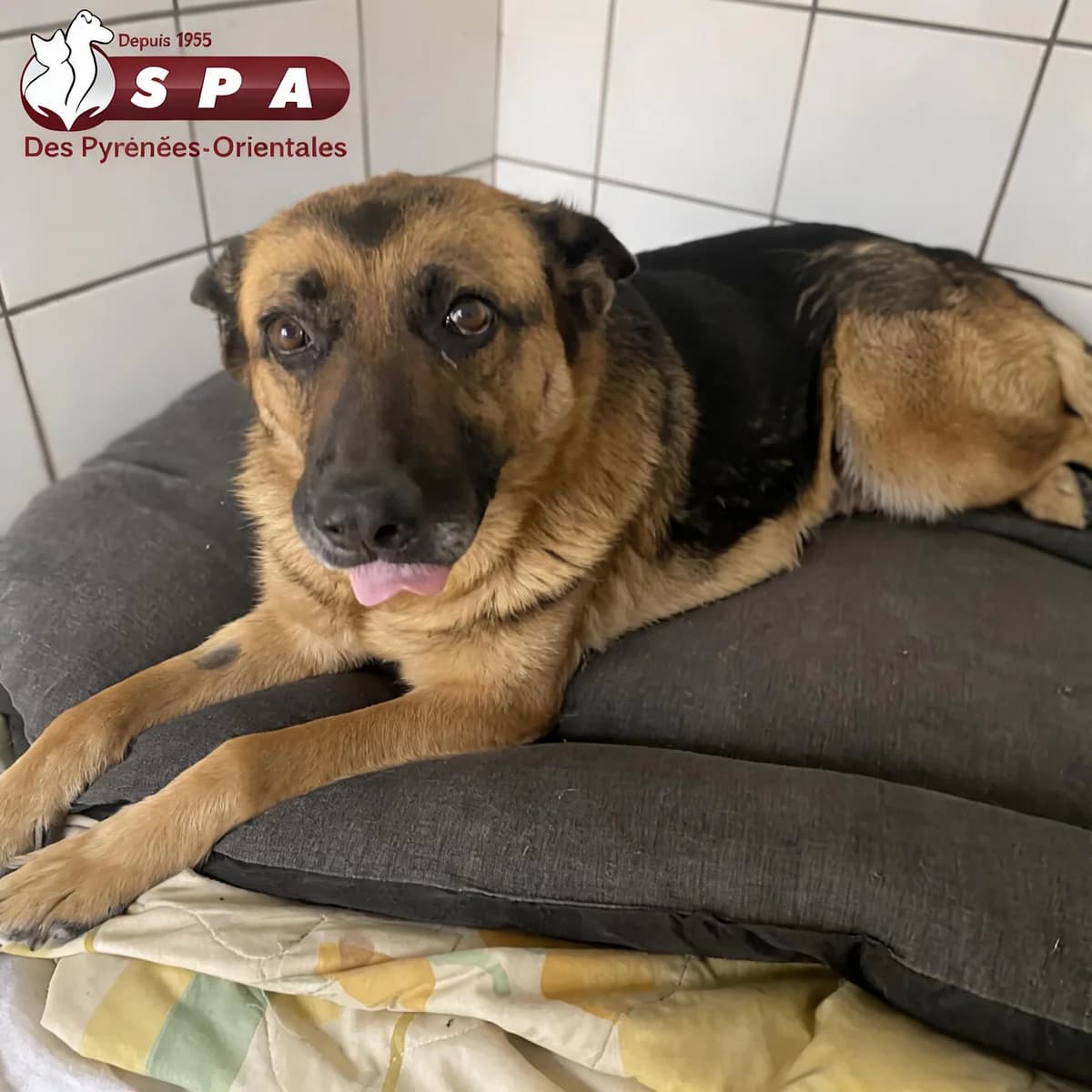Alia, female 6yo German Shepherd for adoption at SPA des Pyrénées Orientales, Perpignan