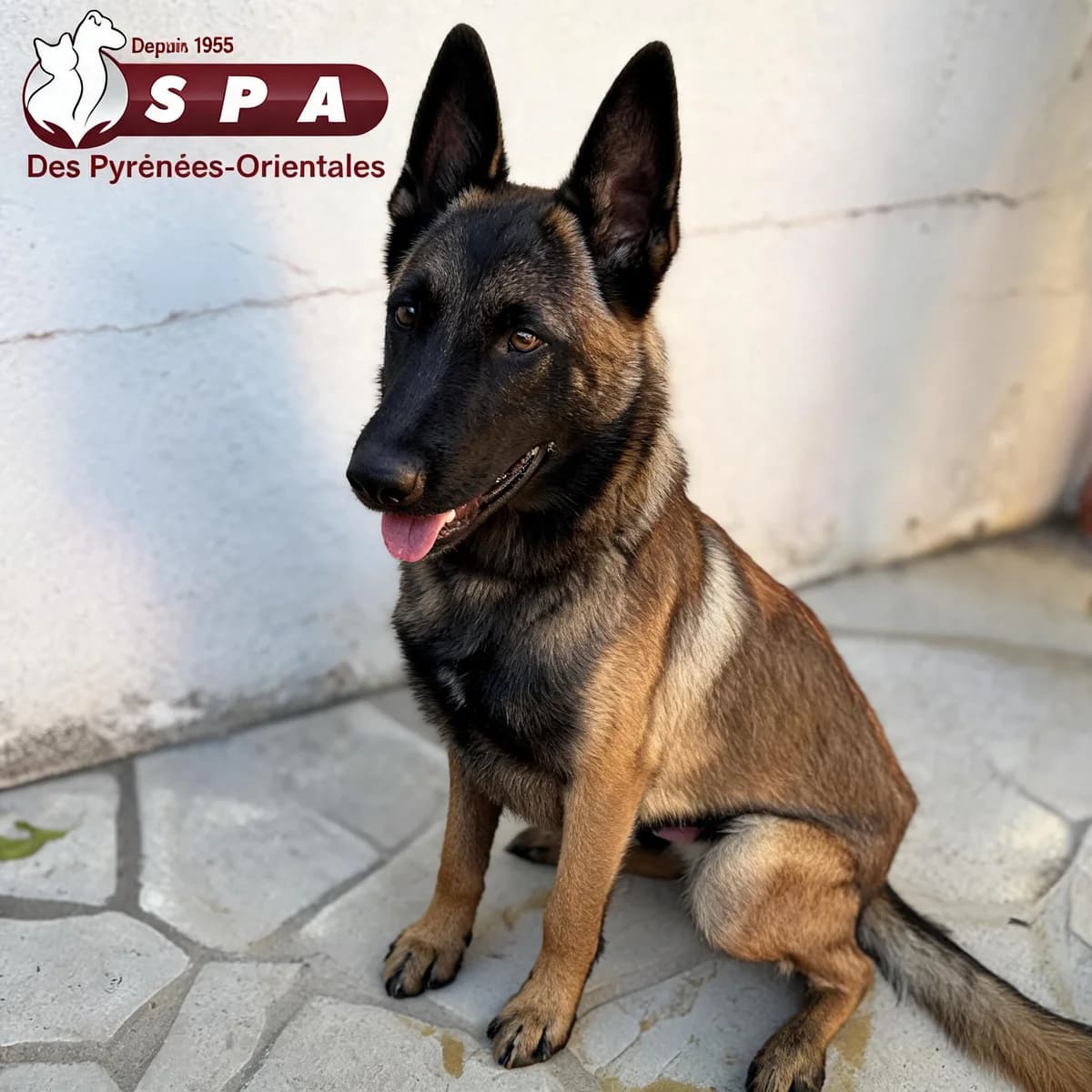 Floyd, male Mixed Breed for adoption at SPA des Pyrénées Orientales, Perpignan