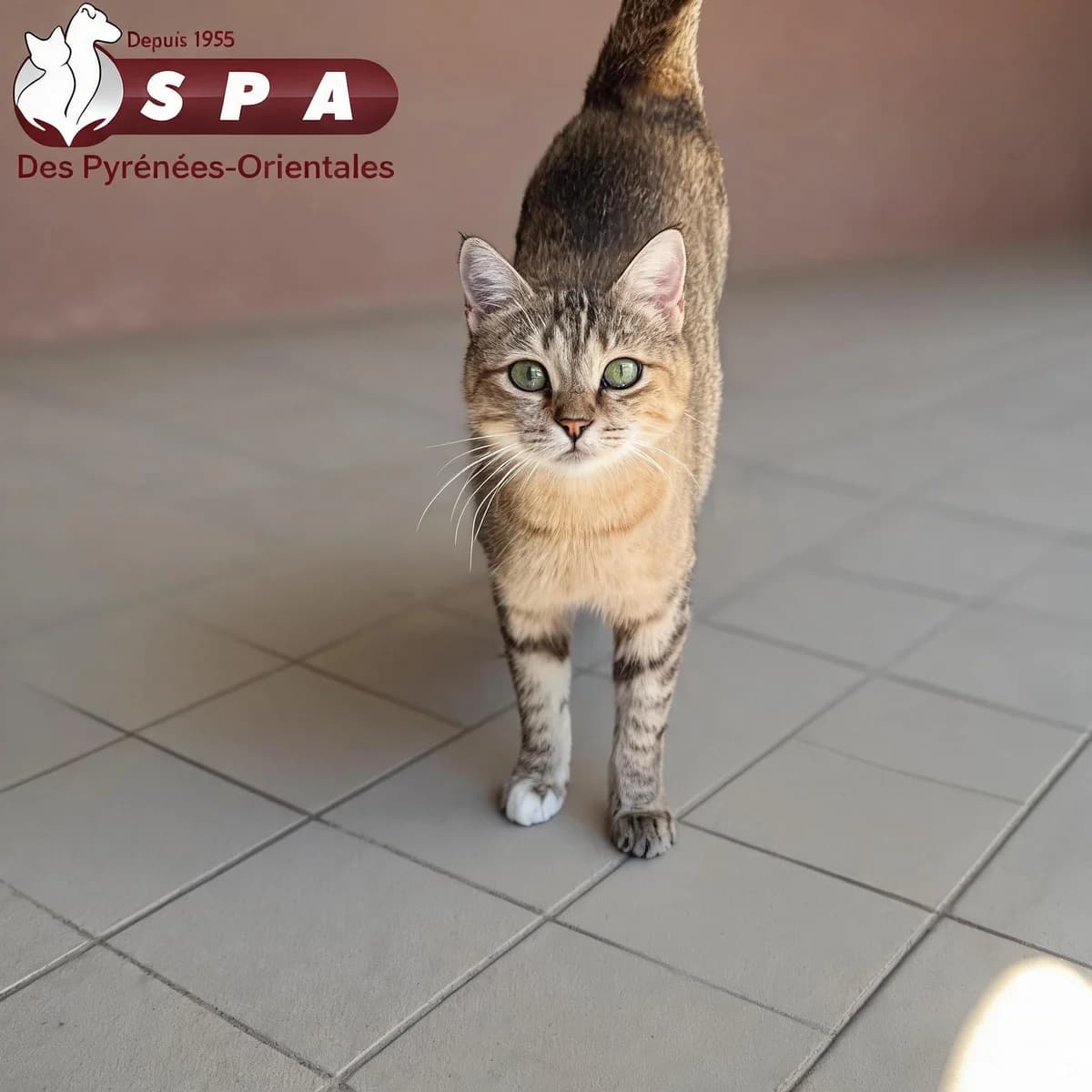 Athene, female young Mixed Breed for adoption at SPA des Pyrénées Orientales, Perpignan