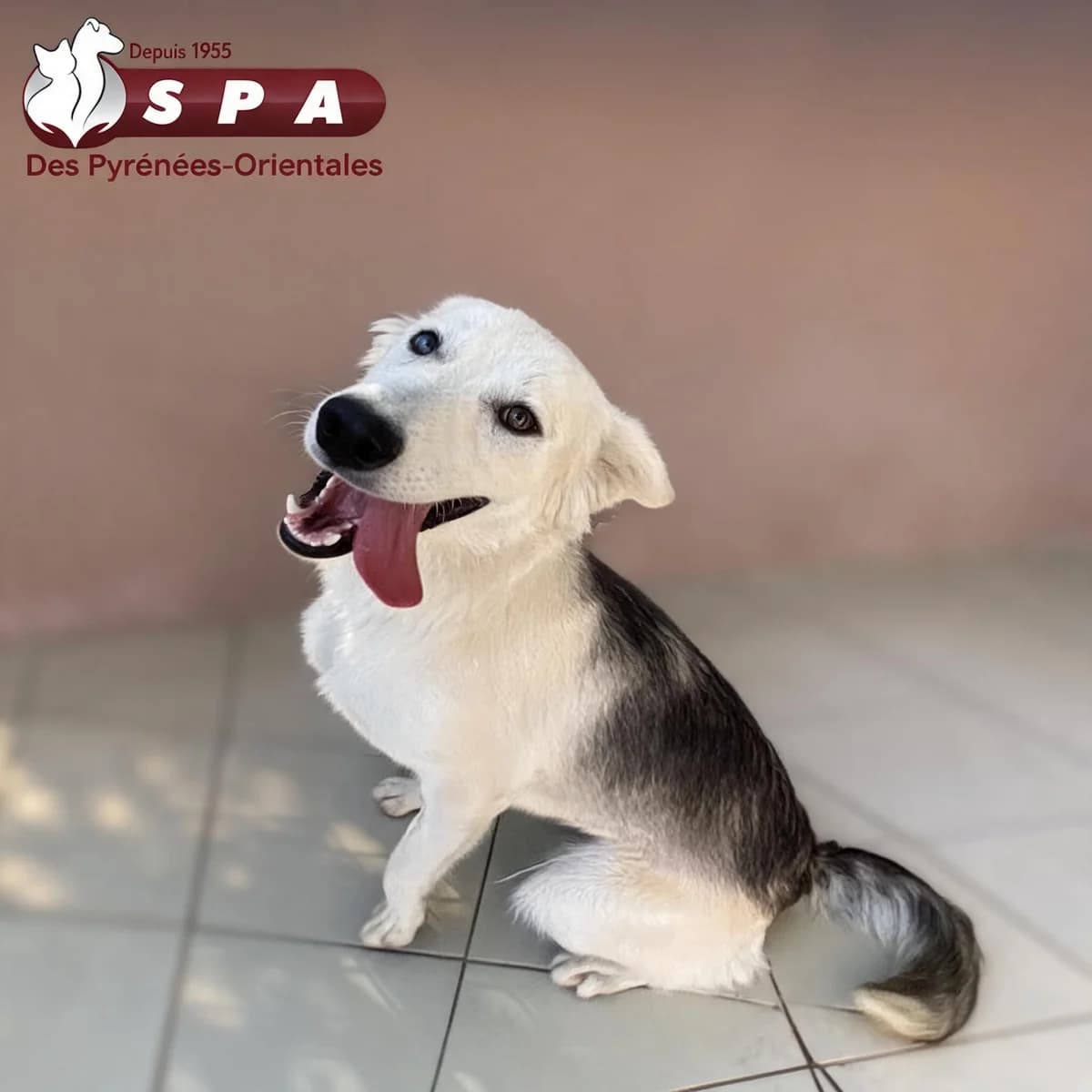 Lys, female Mixed Breed for adoption at SPA des Pyrénées Orientales, Perpignan
