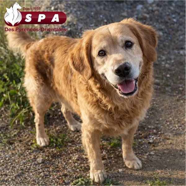 Balto, male 6yo Mixed Breed for adoption at SPA des Pyrénées Orientales, Perpignan