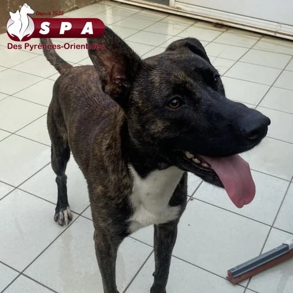 Rocky, male mixed breed for adoption at SPA des Pyrénées Orientales, Perpignan