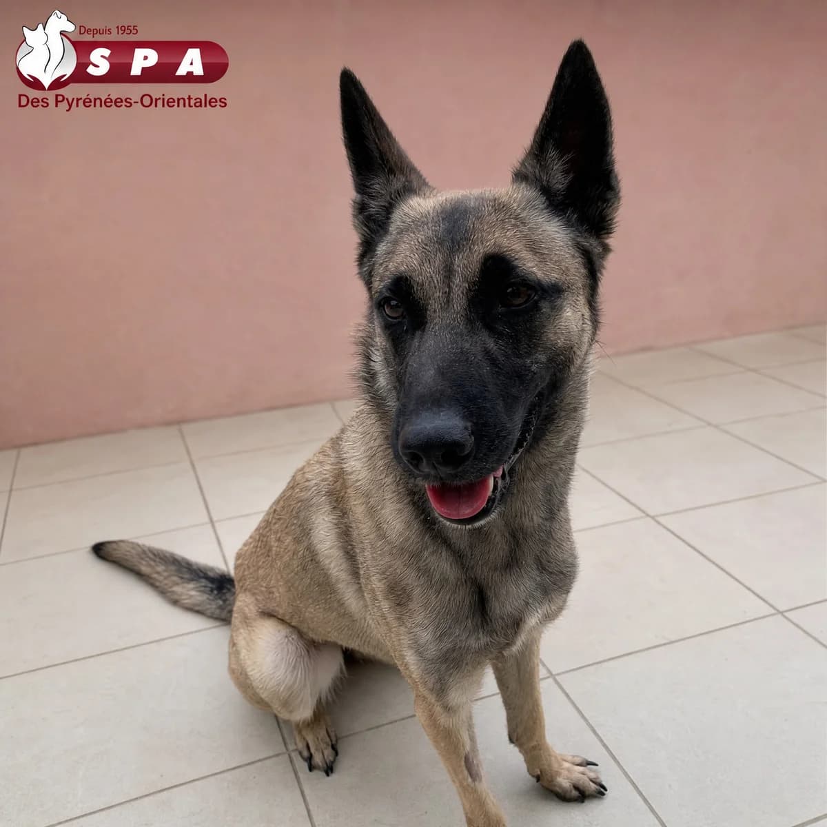 Pilpa, female young Belgian Malinois for adoption at SPA des Pyrénées Orientales, Perpignan