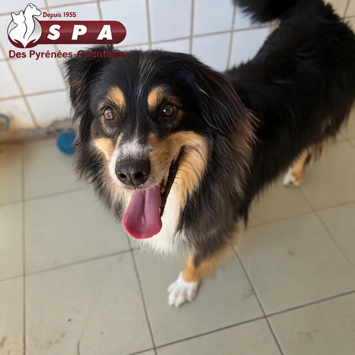 Venom, male young Australian Shepherd for adoption at SPA des Pyrénées Orientales, Perpignan