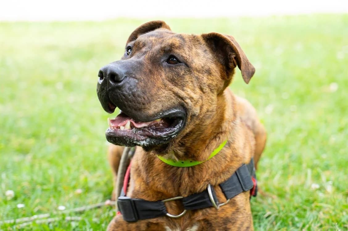 ELI QCN, male 6yo Cane Corso for adoption at SPA Quimper, Quimper