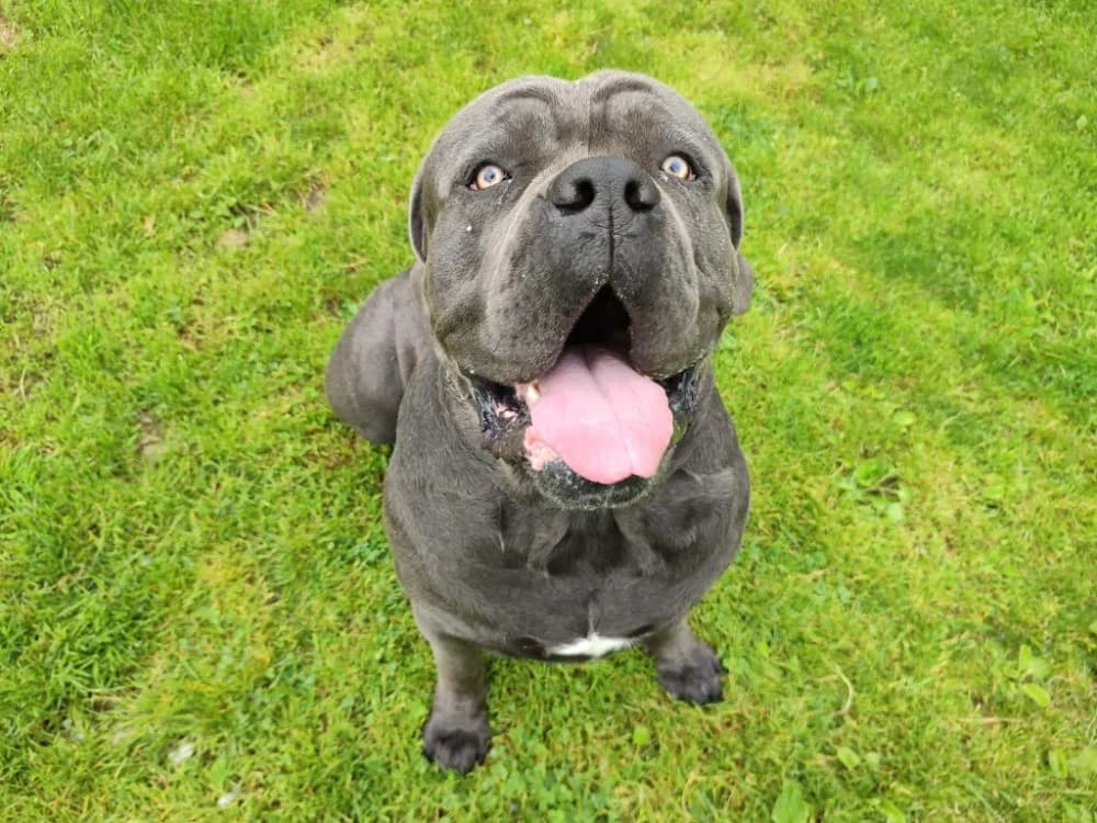 VASKO QCN, male young Cane Corso for adoption at SPA Quimper, Quimper