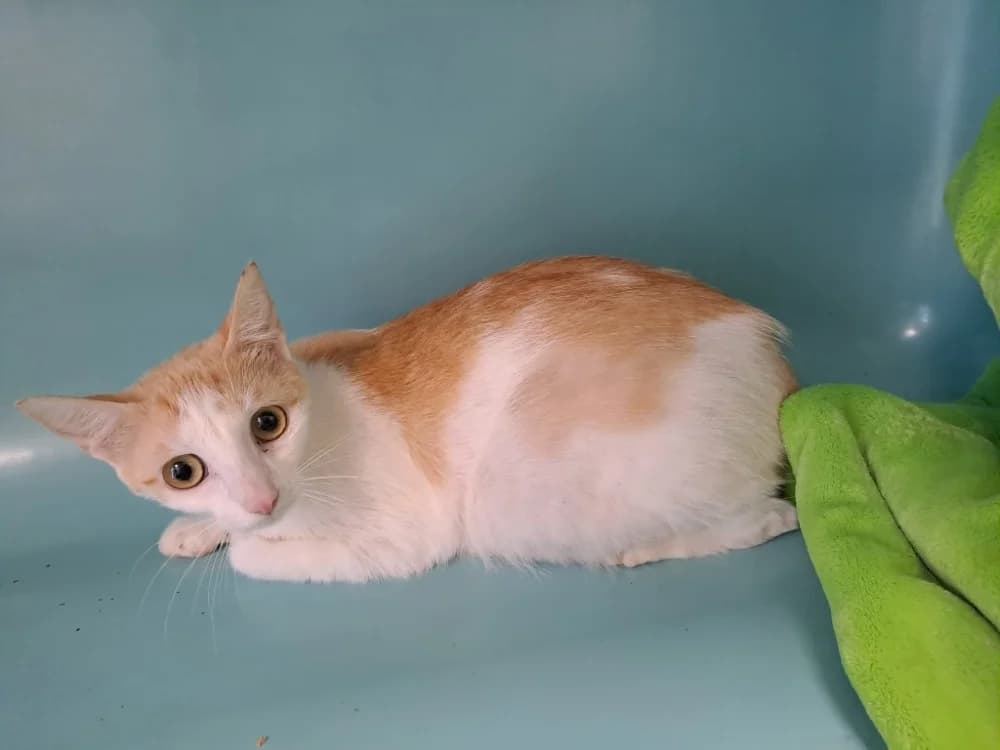 ALBRAY QCT, female Mixed Breed for adoption at SPA Quimper, Quimper