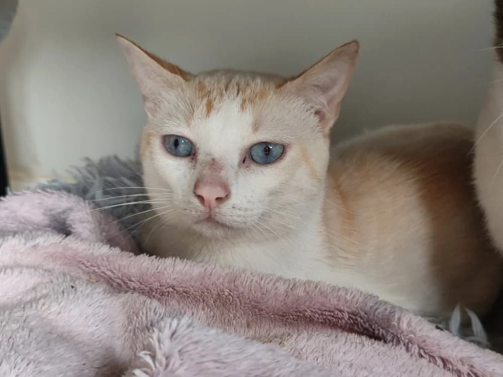 CHAOURCE QCT, male Mixed Breed for adoption at SPA Quimper, Quimper