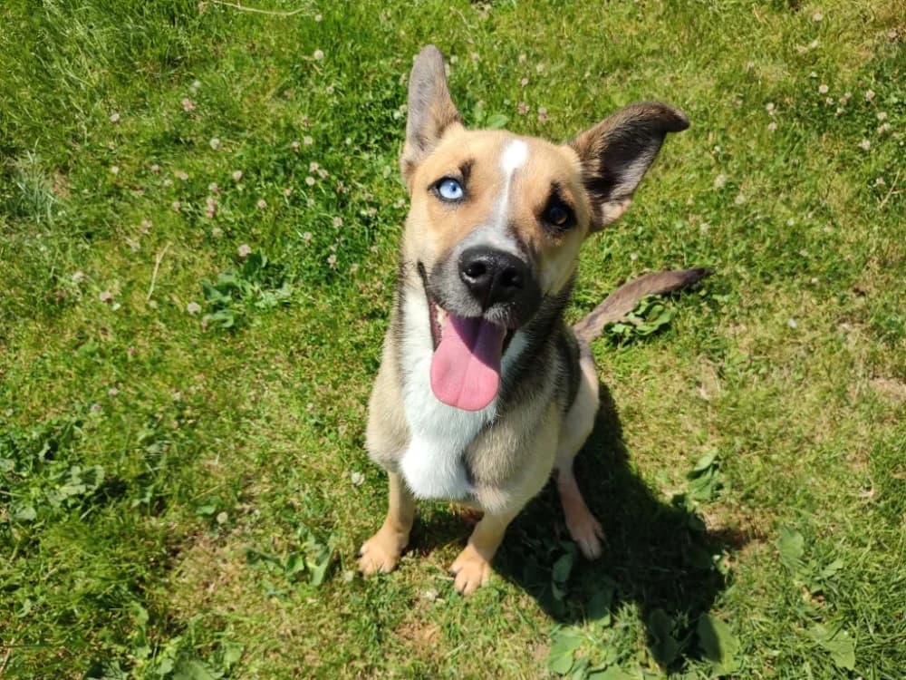 POLKA QCN, female young German Shepherd for adoption at SPA Quimper, Quimper