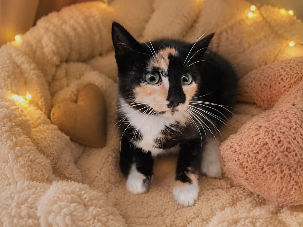 FOCACCIA QCT, female Mixed Breed for adoption at SPA Quimper, Quimper