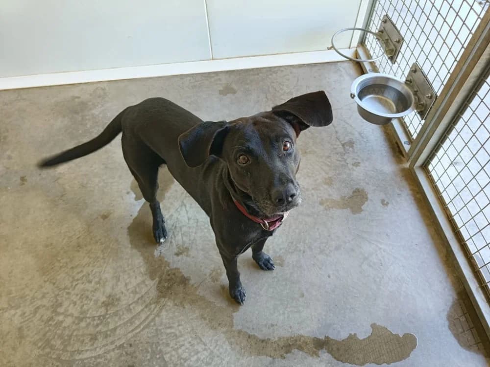 SHADOW QCN, male 4yo Labrador Retriever for adoption at SPA Quimper, Quimper