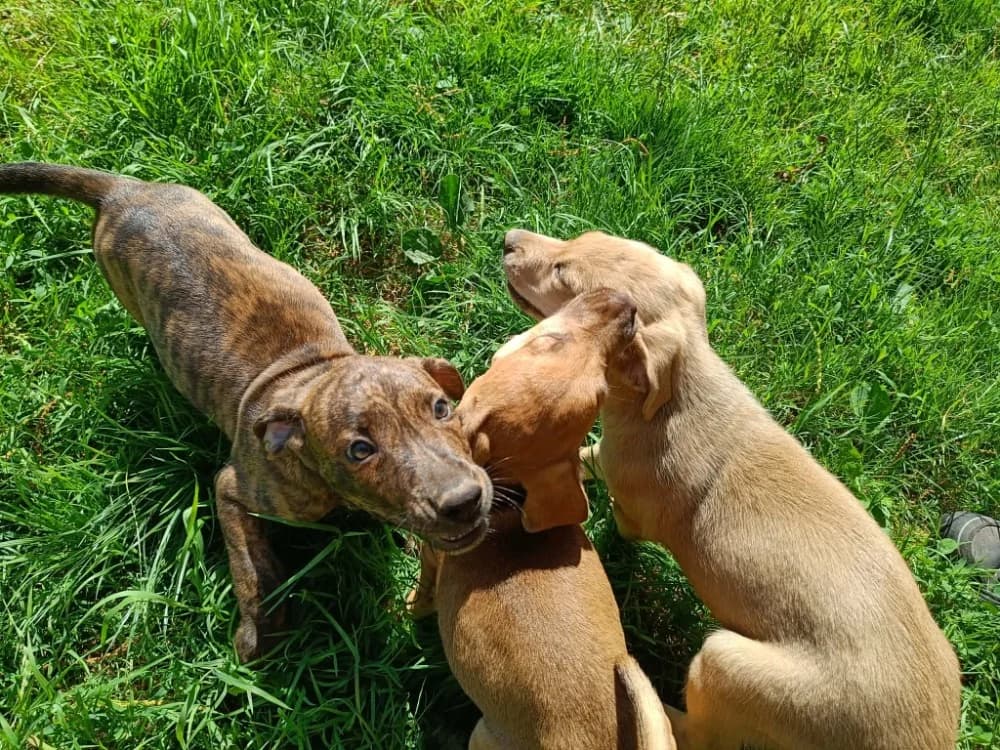 CLEA QCN, female mixed breed for adoption at SPA Quimper, Quimper
